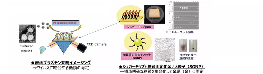 ウイルスの糖鎖結合性を利用